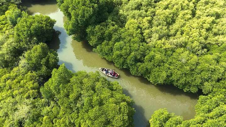 Mangroves de Pichavaram vues du ciel
